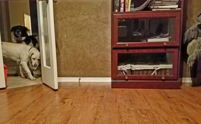 Welcome to Puppygeddon